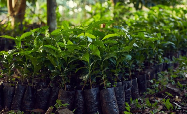 pdgcocoa's tweet photo. Have you ever had fine ##Robusta from Ghana? It might be a great diversification opportunity, even for #cacao farmers👉https://t.co/e8oAPX854R https://t.co/5B9W9PASou