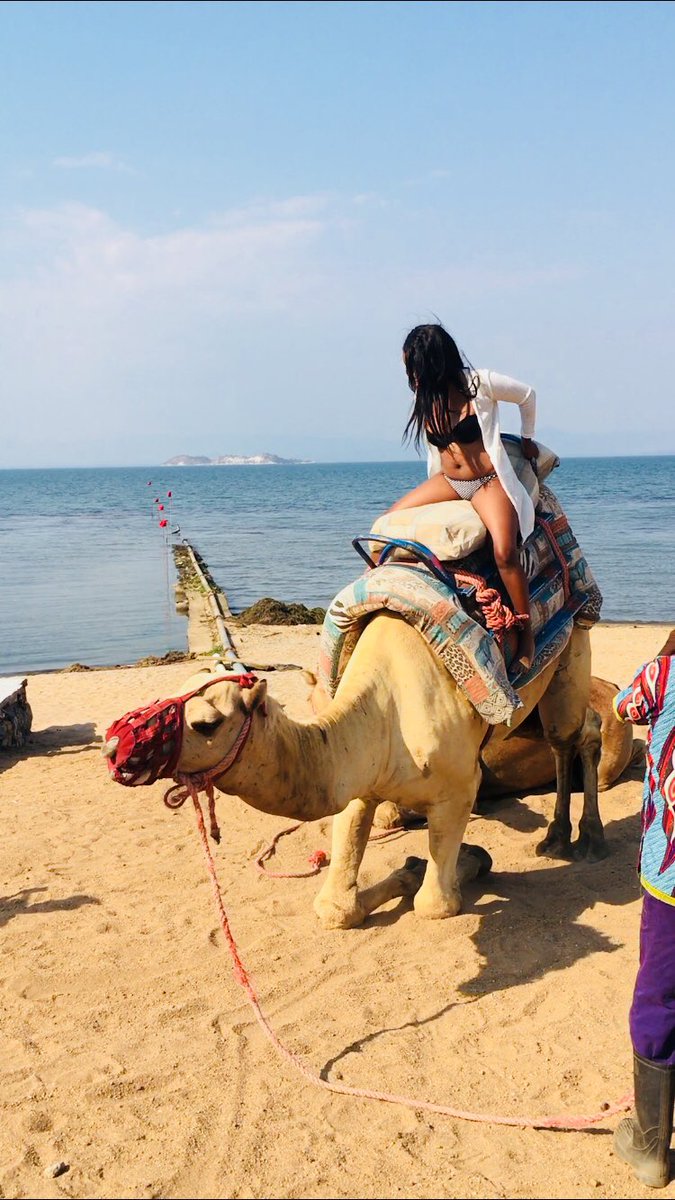 ladii_naa's tweet image. Been wanting to ride these camels for so long #summer19