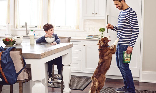 FiFi_IFB's tweet photo. 4 Tips to Keep Pets Out of Trouble for Back to School Season https://t.co/cP9Ltm5ECi https://t.co/5VK7q0ibVv