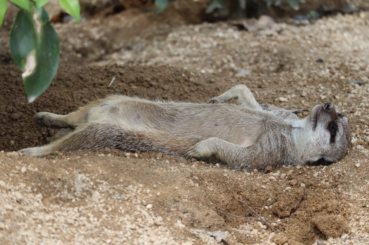 ミーアキャットって仰向けで寝るんですね。💤💤 お寛ぎで平和で何より