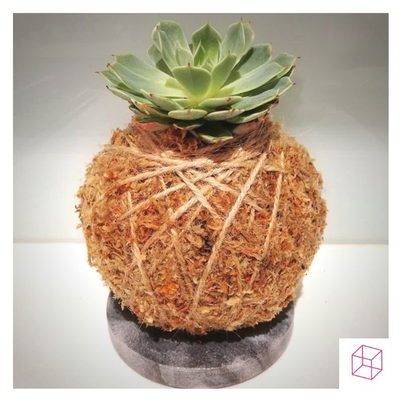 LAST CHANCE⁠ DISCOUNT⁠⁠
Friends who plant together grow together. Purchase a ticket for yourself and a friend for a sweet discount.⁠
⁠
Make your own kokedamas⁠
September 7, 1:00-3:00pm <a href="/in/">📢🙋‍♂️Concerned</a>.cube8r Prahran⁠
⁠
Find more info and tickets at incube8r.com.au/event/make-you…
⁠