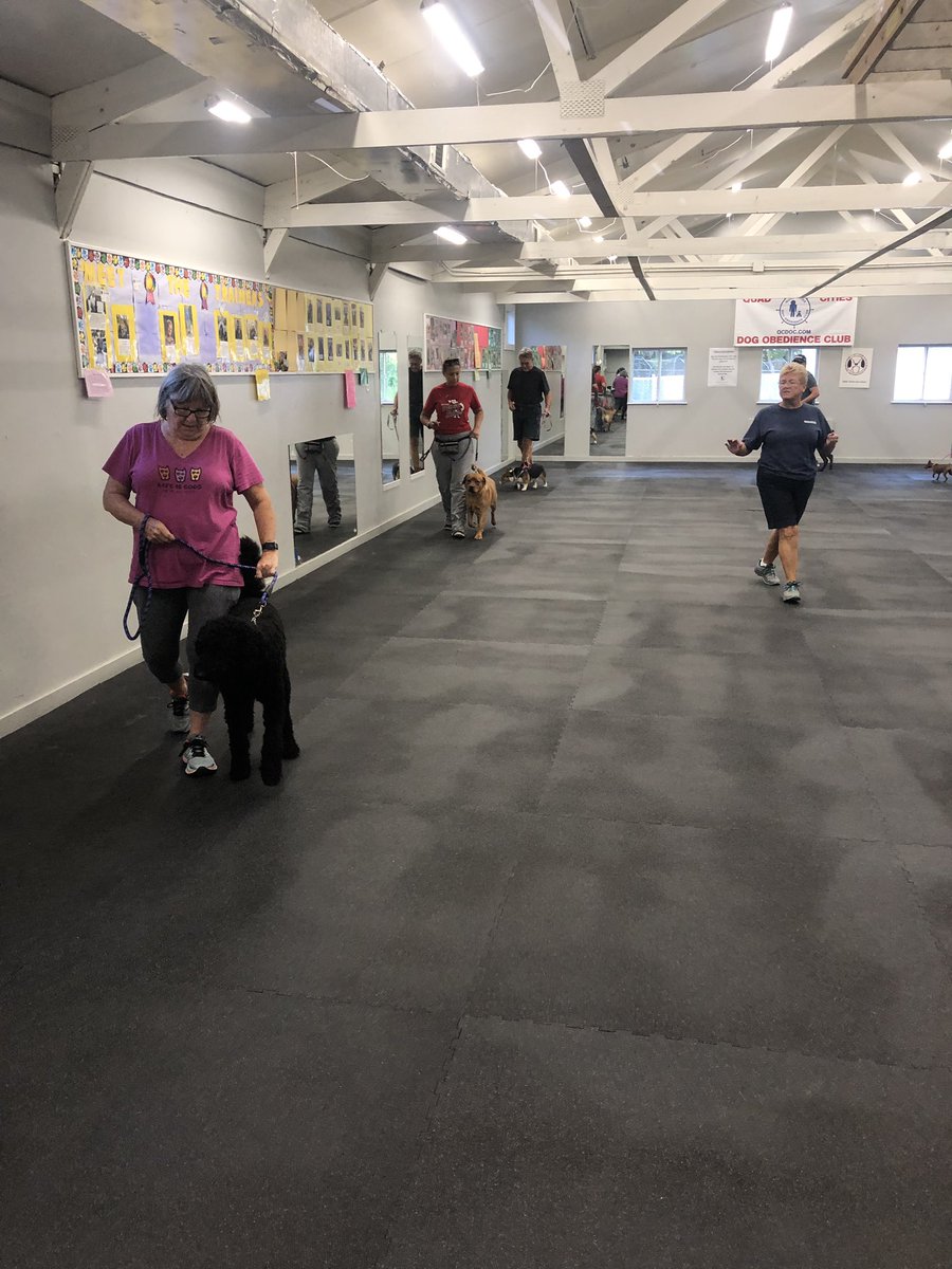 MrsNMelody's tweet photo. Our girl Madie started back to school. She is working hard on being a good listener and waiting her turn. Her goal is to become a Willard Wolf in the fall next year. She loves to hear about all the kids working hard to #poundtherock and wants to be why #thishouseROCKS https://t.co/6LYa74YrKH