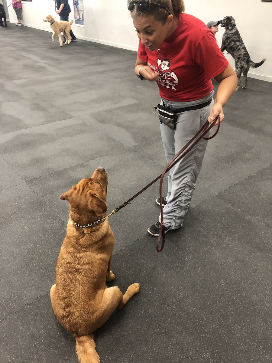 MrsNMelody's tweet photo. Our girl Madie started back to school. She is working hard on being a good listener and waiting her turn. Her goal is to become a Willard Wolf in the fall next year. She loves to hear about all the kids working hard to #poundtherock and wants to be why #thishouseROCKS https://t.co/6LYa74YrKH