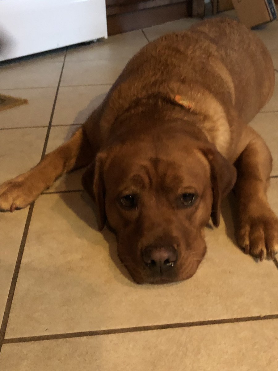 MrsNMelody's tweet photo. Our girl Madie started back to school. She is working hard on being a good listener and waiting her turn. Her goal is to become a Willard Wolf in the fall next year. She loves to hear about all the kids working hard to #poundtherock and wants to be why #thishouseROCKS https://t.co/6LYa74YrKH