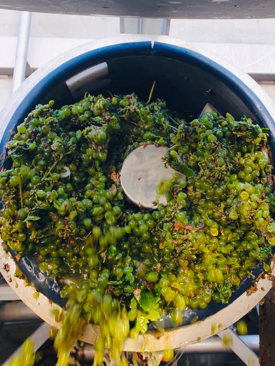En direct de la Cave du Château Grezan - Famille Cros Pujol ce matin.
Suite de la #Vendange 2019 des blancs🥂
#ILoveChateauGrézanFamilleCrosPujol
#Vendanges2019 #Harvesting2019
Harvesting the white grapes 2019.
☎️Tel: 04 67 90 27 46 / +33 (0)4 67 90 27 46
<a href="/VilleDeBeziers/">Ville de Béziers</a> #wine