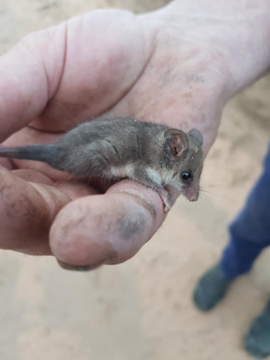 Tess Walch tweet media