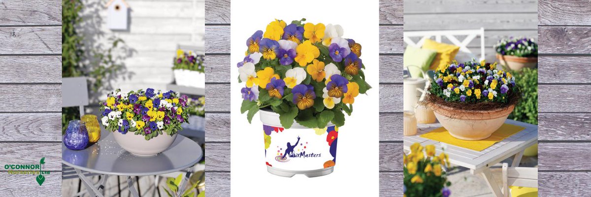 OC_Nurseries's tweet photo. New for week 36, our MixedMasters are a super selection of free flowering Violas. The large blooms in a range of sparkling colours flower for months on end #weloveplants https://t.co/hSrp3n4F5s