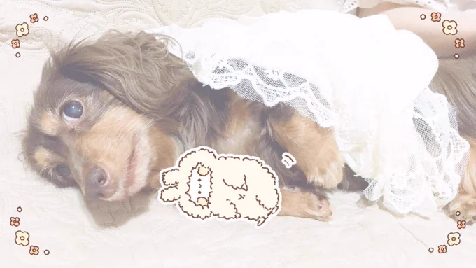 たのしい☺️

投稿してくださるときに
#momochy を付けていただければ、
こっそり拝見します…!? 