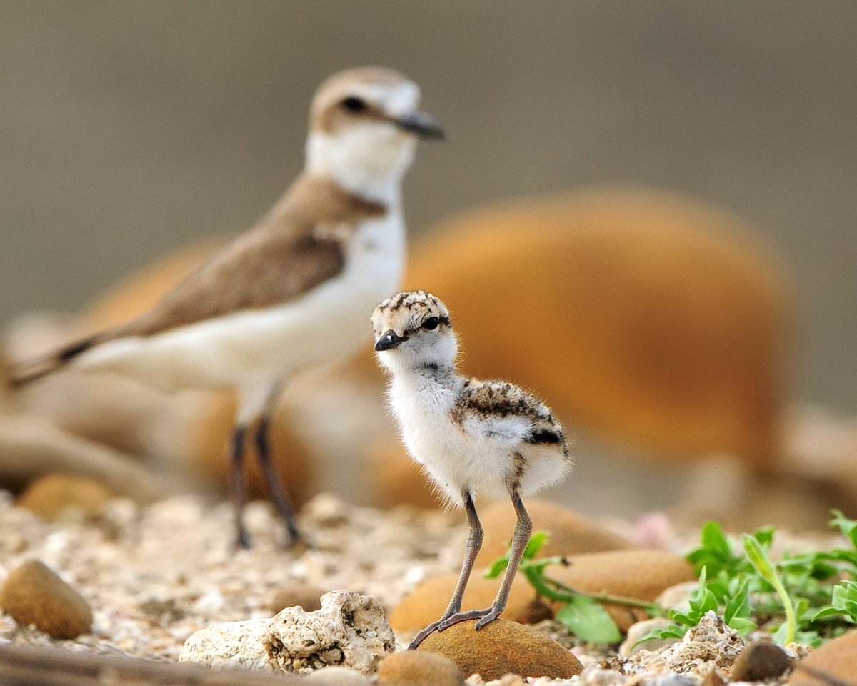 PHD studentship available on the behaviour ecology of shorebirds in Madagascar bit.ly/2jY06fx