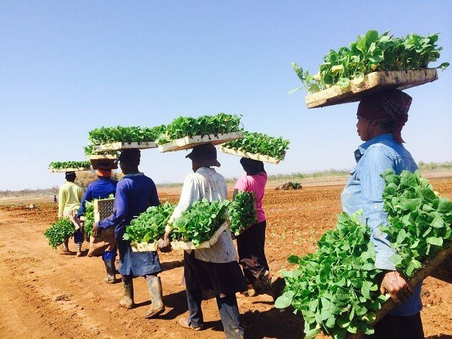 sunchembv's tweet photo. Less but sustainable travel allows for a premium to unlock huge opportunities for local communities like the ones we work with in South Africa and Malawi by providing truly #sustainable #feedstock for #biofuel #Travalyst #Solaris #PrinceHarry @bookingcom @TripAdvisor @Skyscanner https://t.co/fhIvGb6t4z