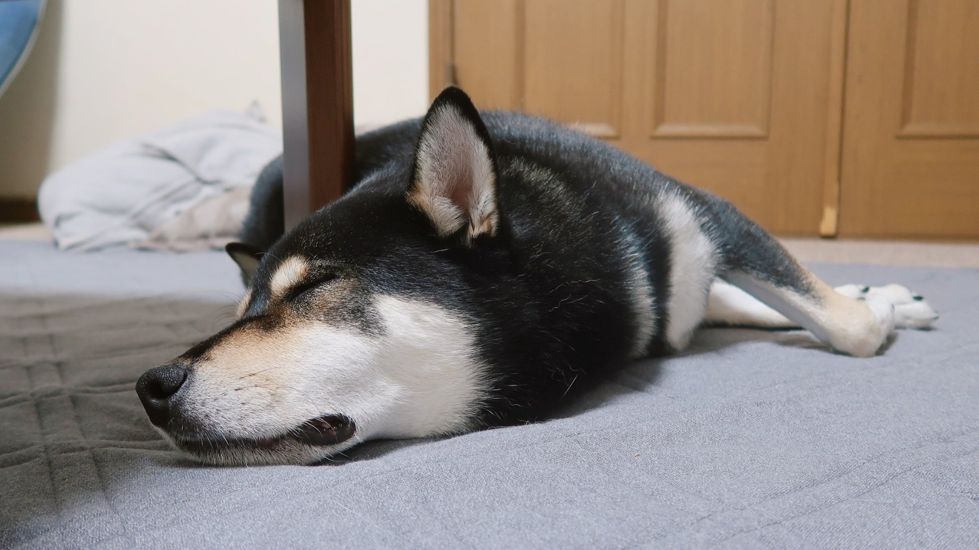 ブルブル震える犬 Twitter Search Twitter