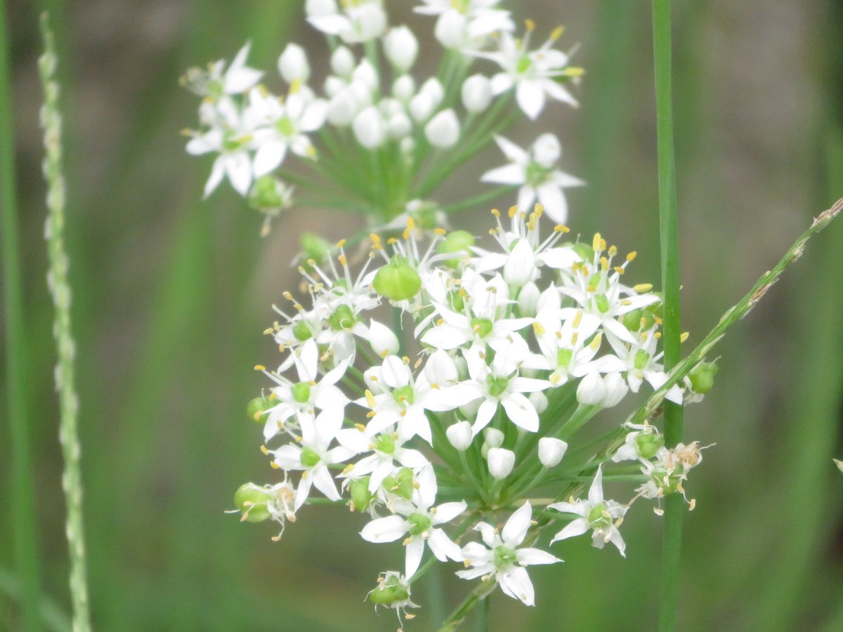 Twitter पर Kawaguchitakiko 野菜の花 可愛い白い花 ニラの花です