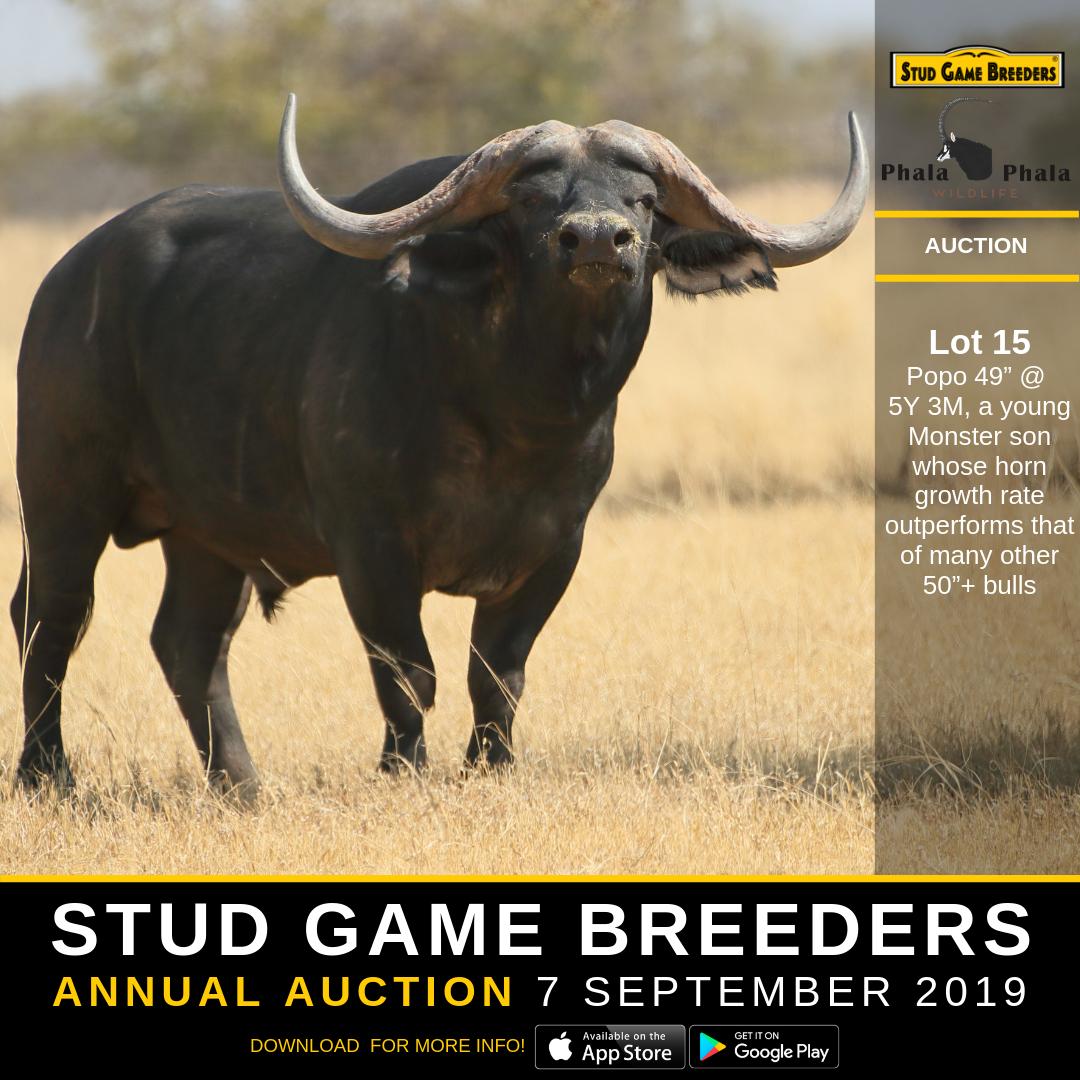 Stud Game Breeders tweet media