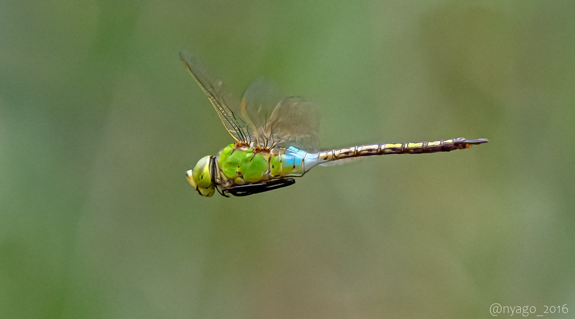 Nyago 今日は ギンヤンマ さんが飛んでるとこ撮りました トンボ とんぼ Dragonfly 飛翔 飛行 虫 昆虫 Insect T Co Ffhn4uuwix Twitter