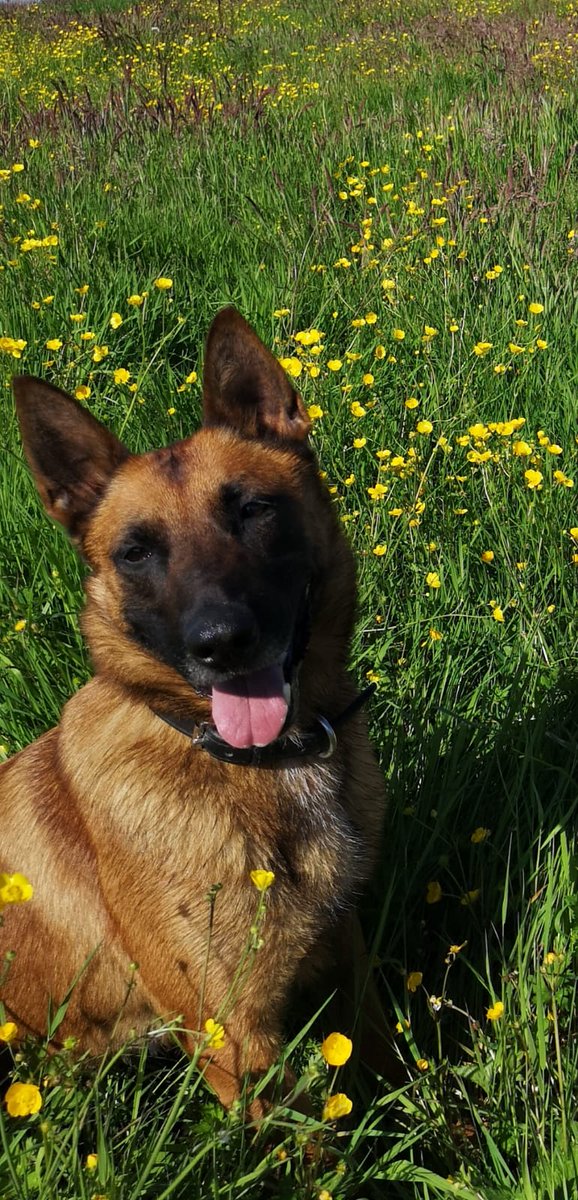 PSOSDogs's tweet photo. Yesterday afternoon local officers were in a pursuit to a a stolen vehicle in Alloa. The vehicle was found abandoned in Wallace View. #PdIndie was on duty to track one of the suspects, who was arrested. https://t.co/2oE4HHlPp9