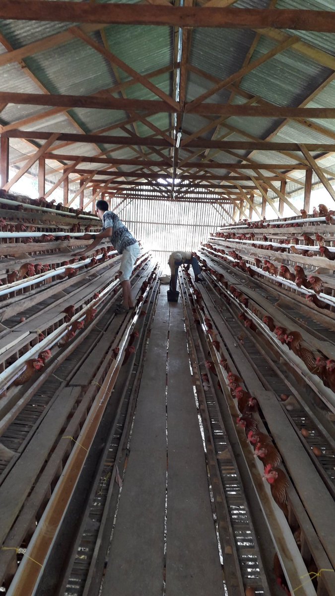 Muhamma81511396's tweet photo. Kegiatan hari ini, monitoring dan melihat perkembangan BUMDus Dusun Baru Pelepat Kecamatan Pelepat. Saat ini sudah mulai memetik hasil dari pengelolaan BUMDus yang bergerak di bidang Penjualan  Ayam Telur. 
#membangundaridesa
#ekonomidesa
#untukIndonesialebihsejahtera https://t.co/wlmslYJfhE