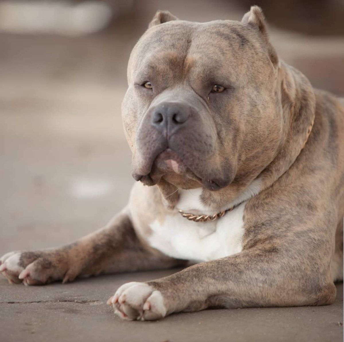 TheAbkc's tweet image. Just chill #abk #theabkc