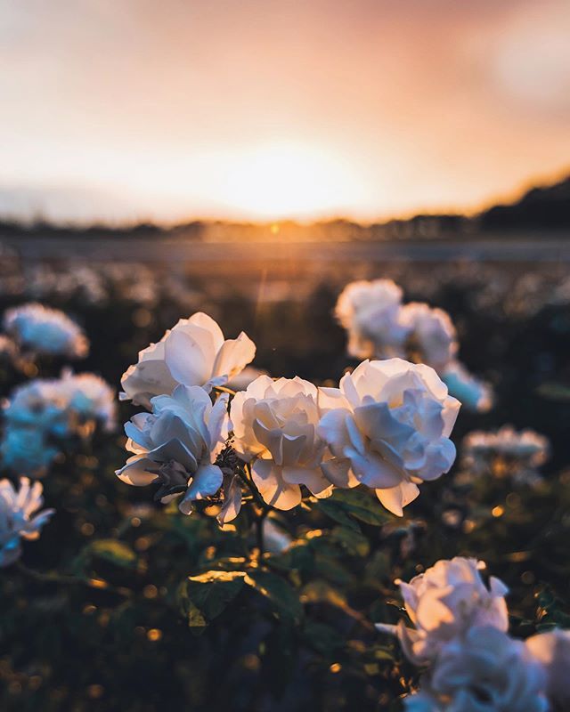 gavp18's tweet photo. Fiery beauty😍 .
.
.
.
.
#earthfocus #lensbible #stayandwander #ourplanetdaily #createcommune #travelawesome #exploreourearth #earthofficial #artofvisuals #awakethesoul #eclectic_shotz #earthpix #visualambassadors #trappingtones #ig_colour #depthsofe… https://t.co/BofvTWrjJ6 https://t.co/hzpyzeZLIn