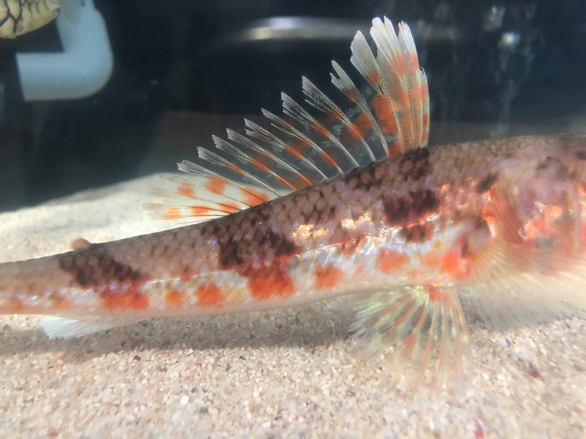 Sorari V Twitter ヒメ 飼育している魚の中でもトップクラスの美しさを持つ子です 各鰭の模様が非常に美しく まるで和柄の様な胴体を持つ 魚です