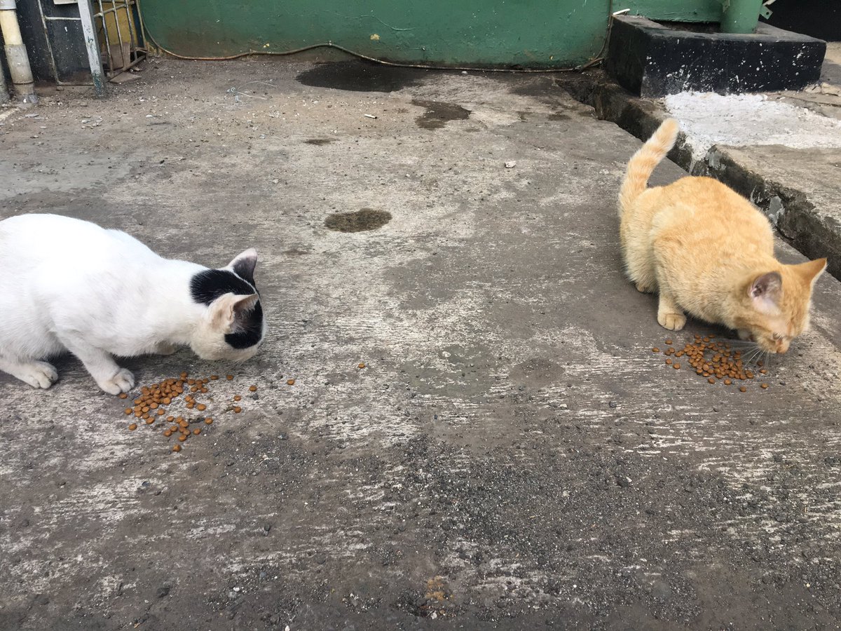 zrlndsrswt's tweet photo. aku selalu sedia snack kucing ditas.. pokoknya setiap ketemu kucing dikasih makan. hitung2 berbagi rezeki sama makhluk ciptaan Allah https://t.co/rLdaOgysHL