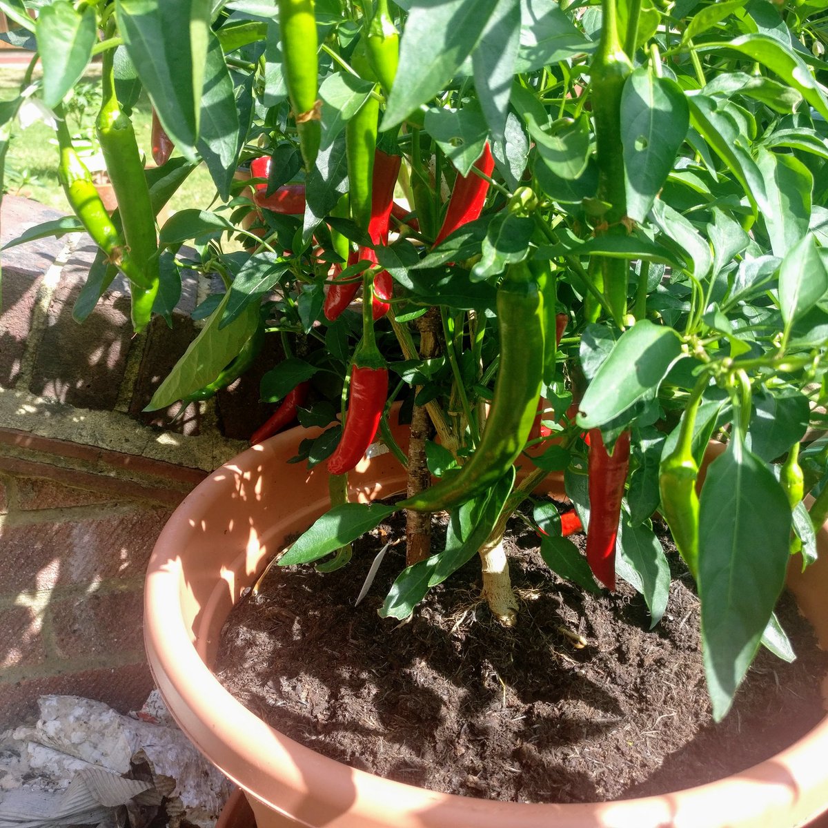 MircheesSeth's tweet image. All set for the first harvest of the year... any guesses which chilli pepper? #insanelyhot