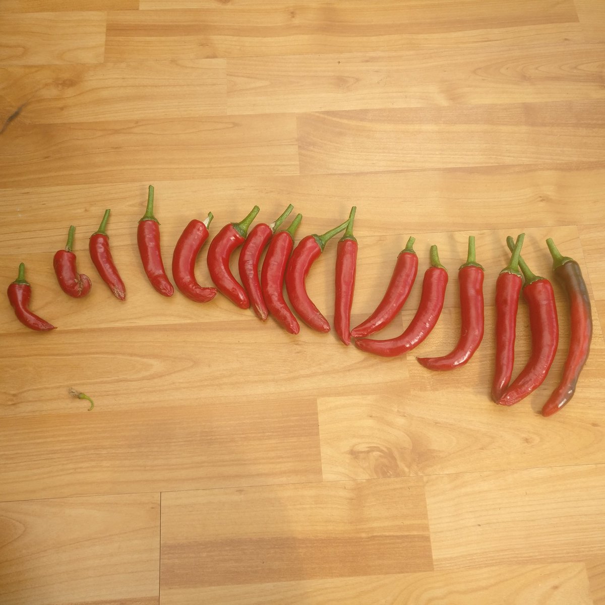 MircheesSeth's tweet image. All set for the first harvest of the year... any guesses which chilli pepper? #insanelyhot