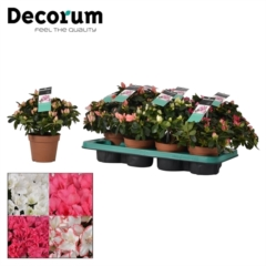 New offer available!
Offer name: Decorum offer week 36-37