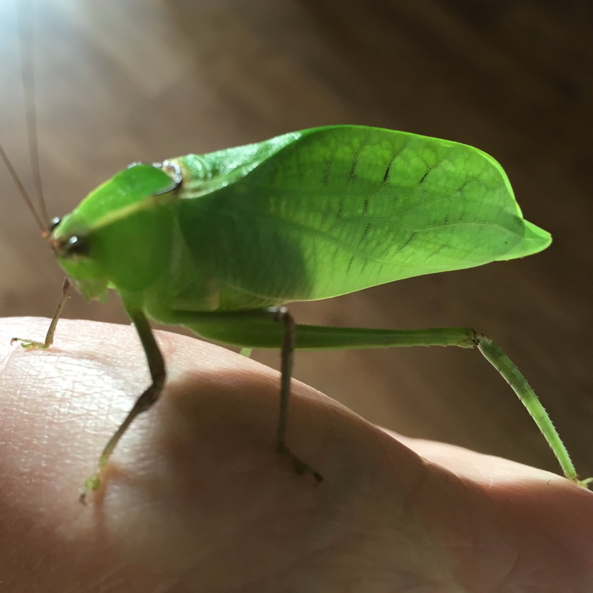 WigglyWildShow's tweet photo. Here’s something to brighten your day (having seen the news)! Aren’t these Katydids beautiful in their adult form! Sometimes it’s better to be an insect 😉 #WednesdayWisdom #camouflage #bugshow #schools https://t.co/NBbawAWIwd