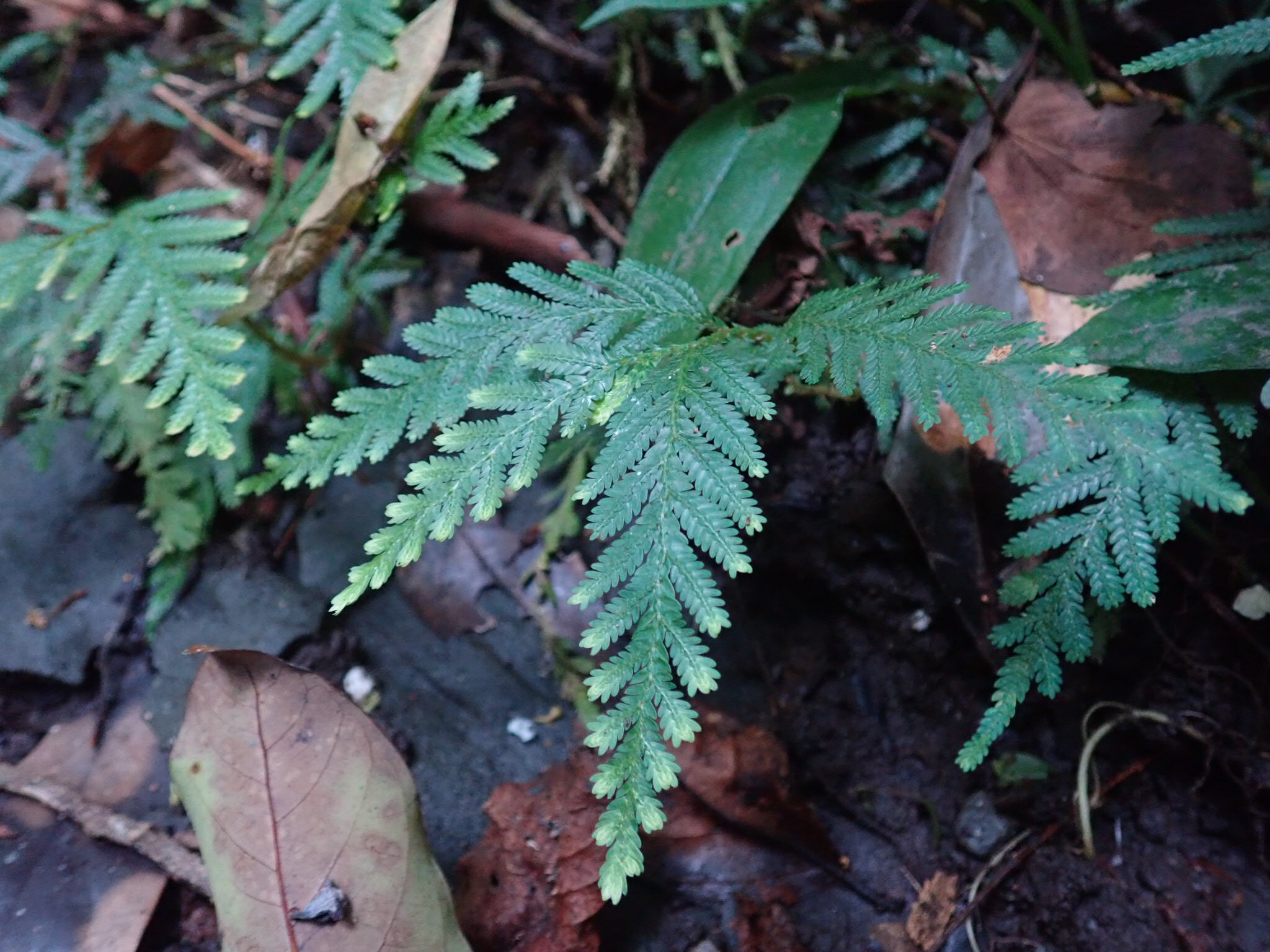 ハゼ克運動不足 on Twitter