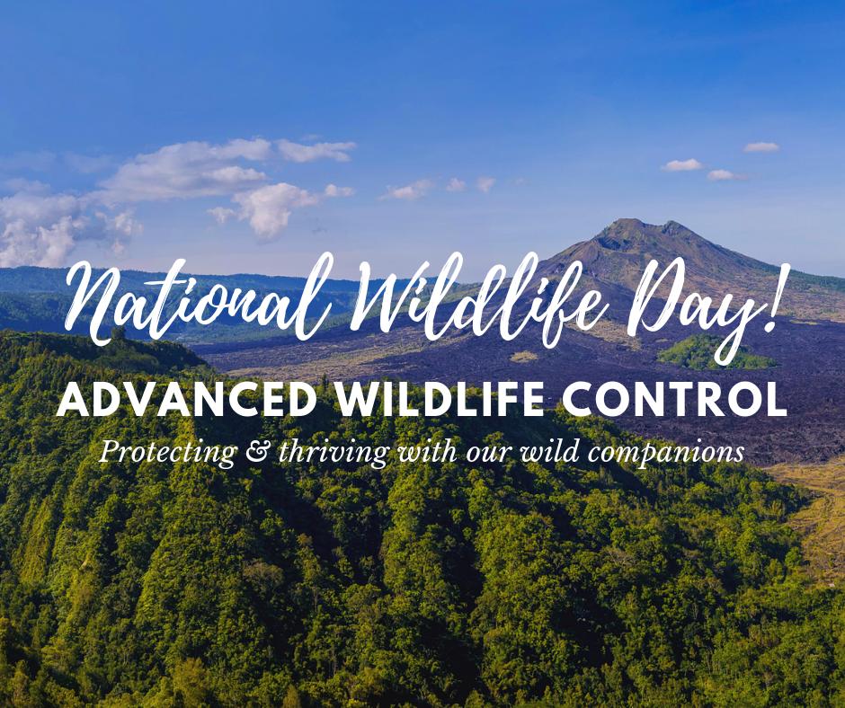 awcmilwaukee's tweet photo. Happy National Wildlife Day! #nationalwildlifeday #wildlife #protect #love #thrive #savethebees #cleantheseas #hugthetrees https://t.co/SJONQ6BltB