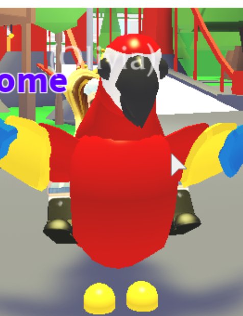 Adopt Me On Twitter I Love The New Parrot Animations Beg And