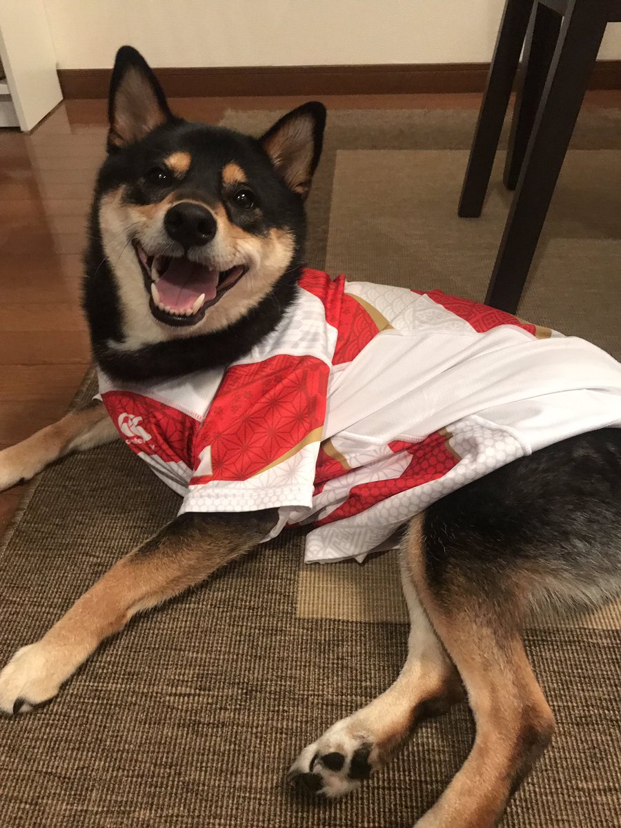 Timothy Lafaele tweet media