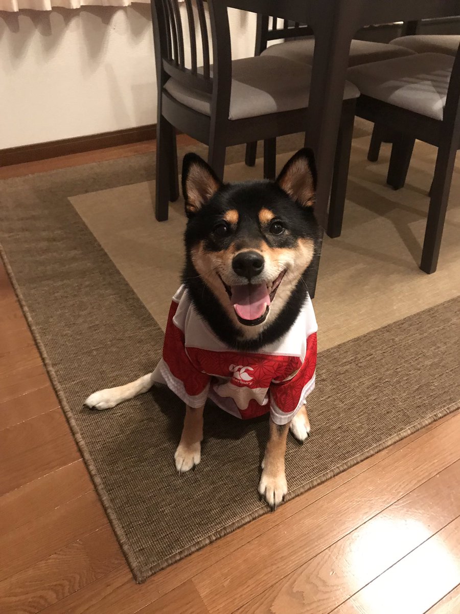 Timothy Lafaele tweet media