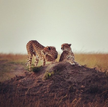 NicoleReigelman's tweet photo. #Cheetah #MaasaiMara #Kenya #Africa #ExploreMore #Safari #Adventure #FriendlyPlanet @friendlyplanettravel #Wildlife #LiveLifeWell #IntrepidLodge #Travel December 2017 https://t.co/7PrBykd5UA