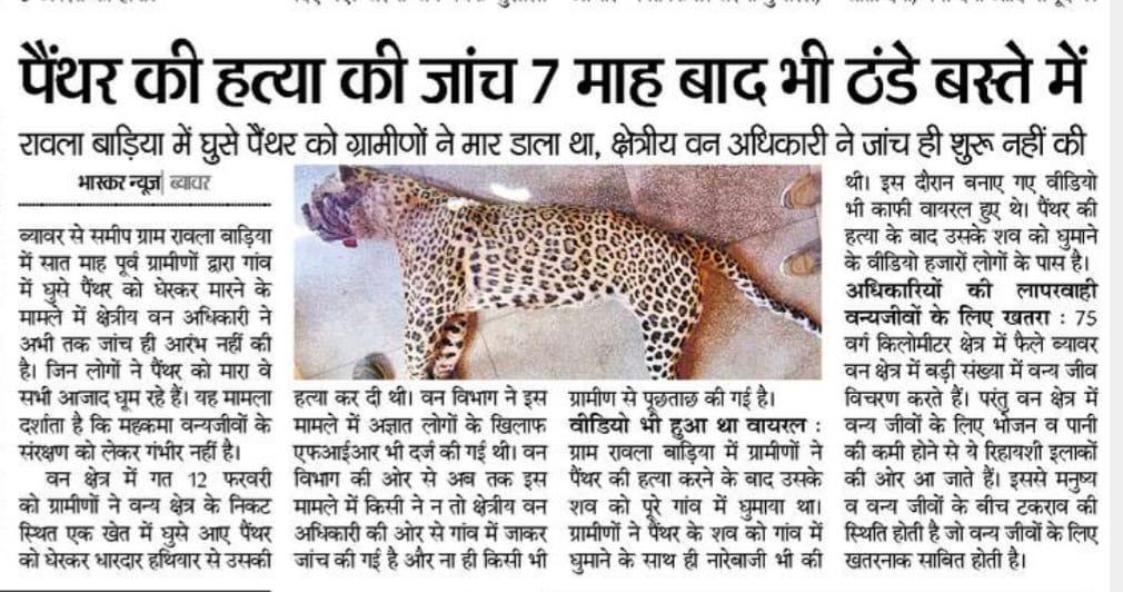 safariwithRJ's tweet photo. पैंथर के हत्यारो पर अभी तक नहीं हुई कोई कारवाई।
#LeopardCase #LeopardDeathCase #BeawarLeopardCase https://t.co/l1paOIOhOe