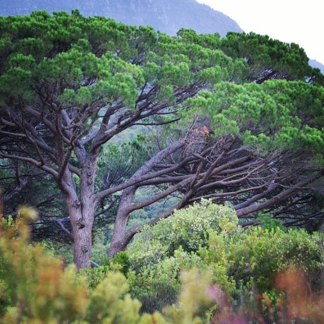 NicoleReigelman's tweet photo. Botanical Garden. #Capetown #SouthAfrica #ExploreMore #Adventure #ExploreAfrica #gate1share @gate1travel #Africa #Safari #LiveLifeWell #Travel March 2016 https://t.co/iXCS4lAac1