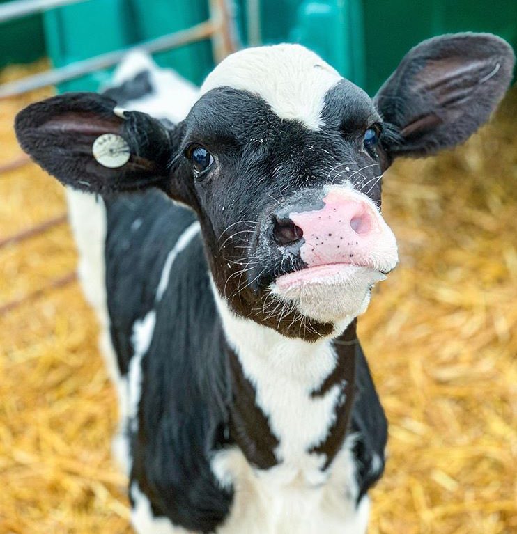 🗓 4th September 2019
🏷 Instagram/hannahmoofalcon