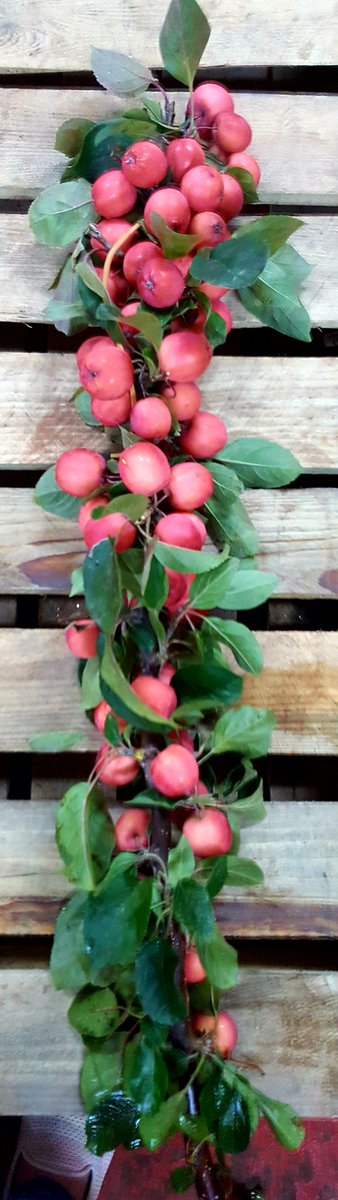 VanEdinburgh's tweet photo. Malus tak 80cm sold per stem something a little different
#Edinburgh
#Florists
#Jvcc
#Tradeonly
#MalusTak https://t.co/rAvLVftnra