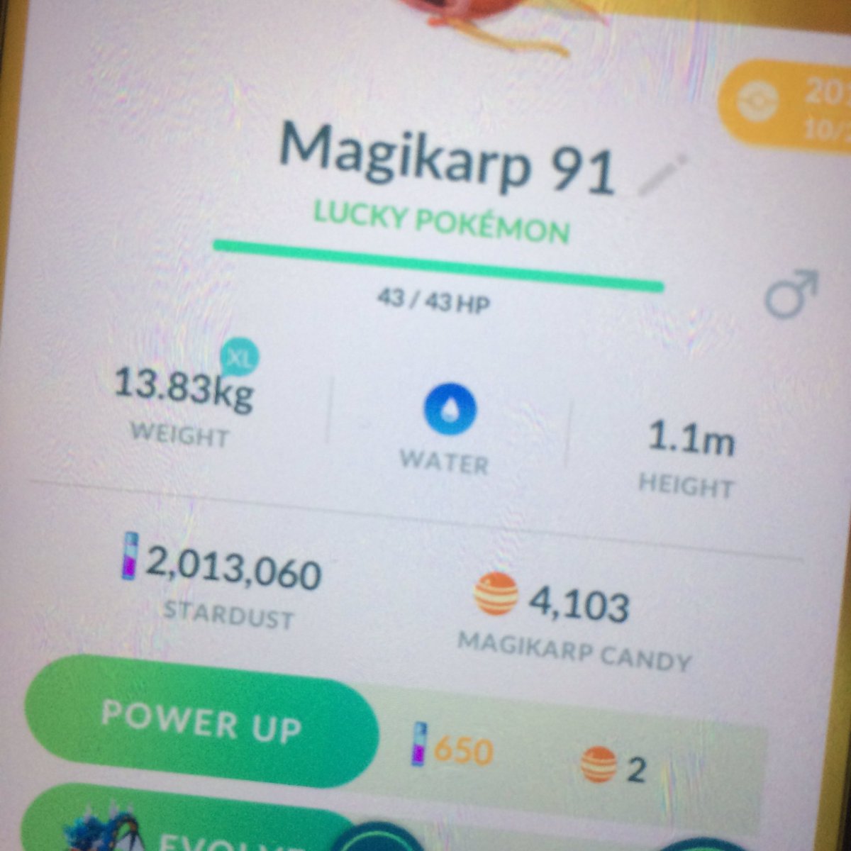 PereiraFC's tweet image. Quando você gosta de abacaxi./When you like Pinap Berry. #pokemongo #pokemon #pinapberry #niantic #candy #doublecandy
