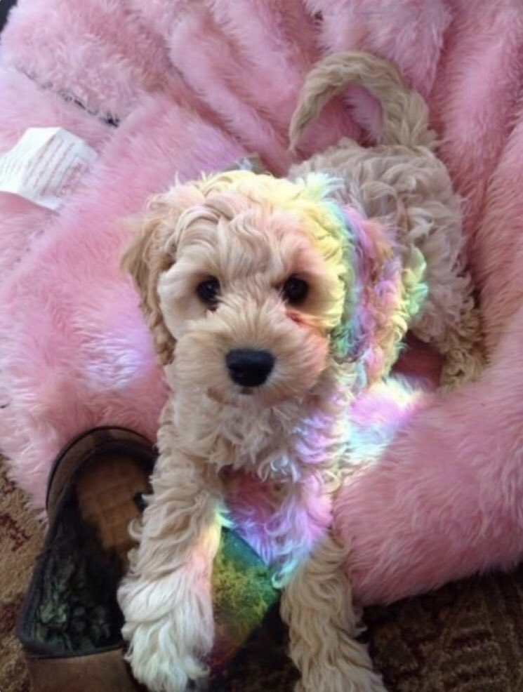 fluffanimals tweet picture