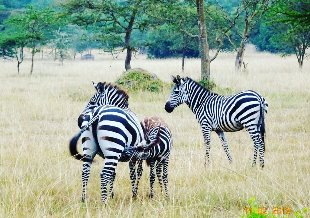 amazinggorilla1's tweet image. #Zebras, #Burchell Zebras, are found in #two #parks in Uganda.  The remote #Kidepo #Valley #Park in the Northeast Karamoja #region and #Lake #Mburo #National Park in Western Uganda and the #closest wildlife park to #Kampala and #Entebbe.