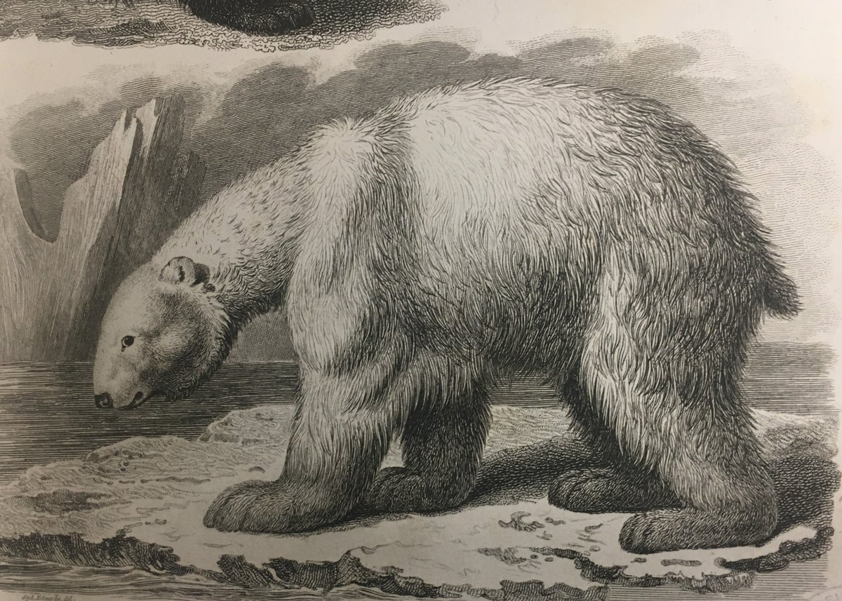 hartleyspecialc's tweet photo. To mark #NationalWildlifeDay we show an image of a polar bear, courtesy of #Rees’Cyclopaedia. Polar bears have a conservation status as “vulnerable” as their population is decreasing, mostly due to loss of habitat. #PrintedCollections #ExploreYourArchive @UniSotonLibrary https://t.co/EZ1ZV4OFaO