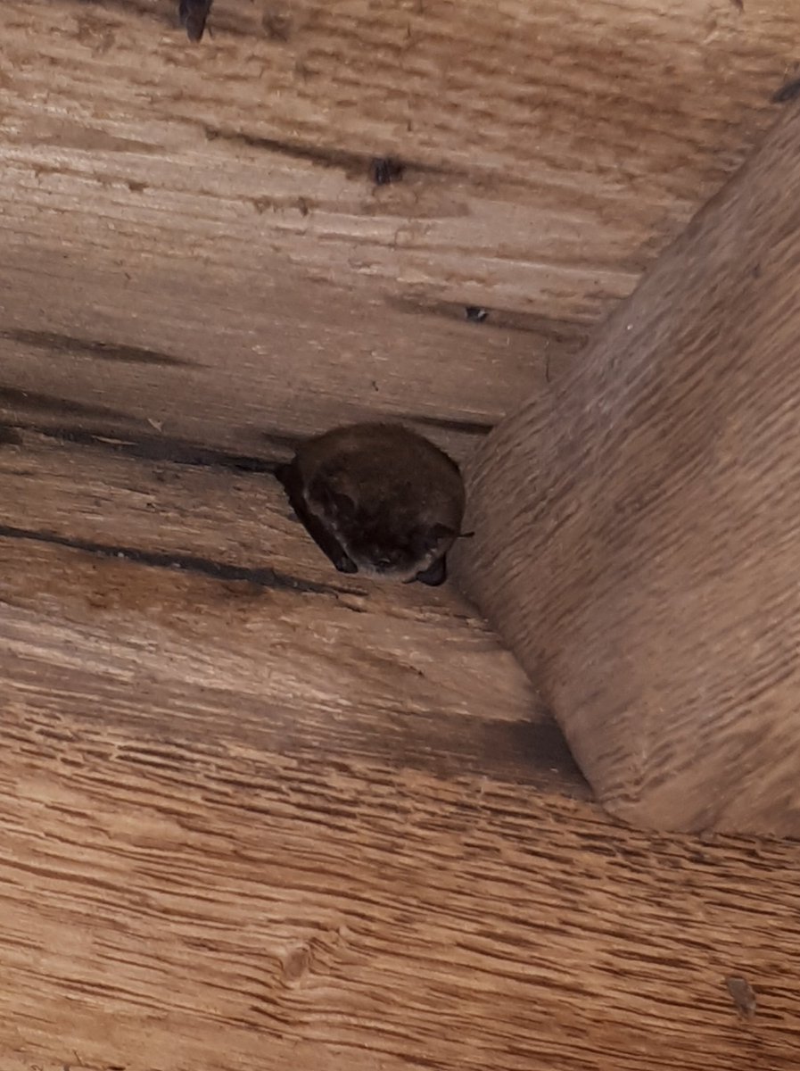 VleermuisWerkgroepNH tweet media