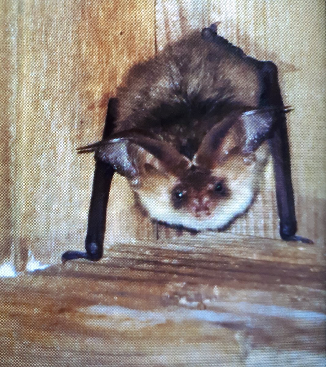 VleermuisWerkgroepNH tweet media