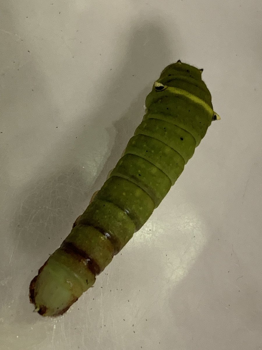 アオスジアゲハの幼虫 アオスジアゲハの幼虫
