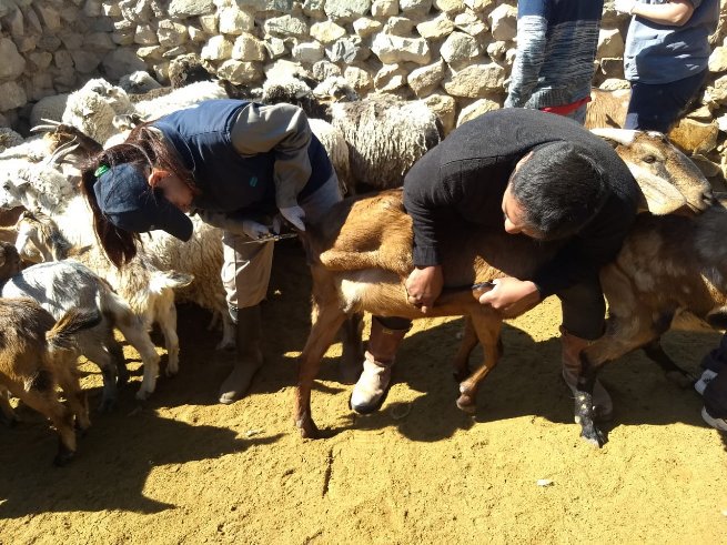 SsAF_Jujuy's tweet photo. El marco del acompañamiento a productores caprinos de la comunidad Caminos del Inca, Purmamarca, se realizo un relevamiento sanitario para determinar la presencia de enfermedades zoonóticas: Brucelosis y Tuberculosis. https://t.co/8GidfGeoFM