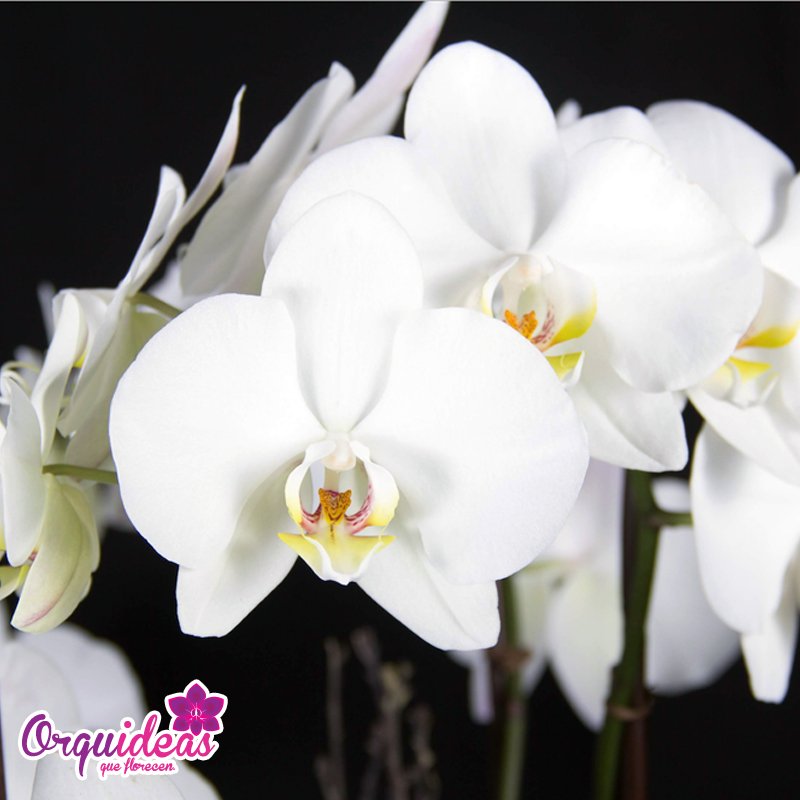 Orquideas_mx's tweet photo. A mi mundo de blanco y negro tu lo llenaste de color #flores #orquideas #regalos https://t.co/EQ4z20x1lu