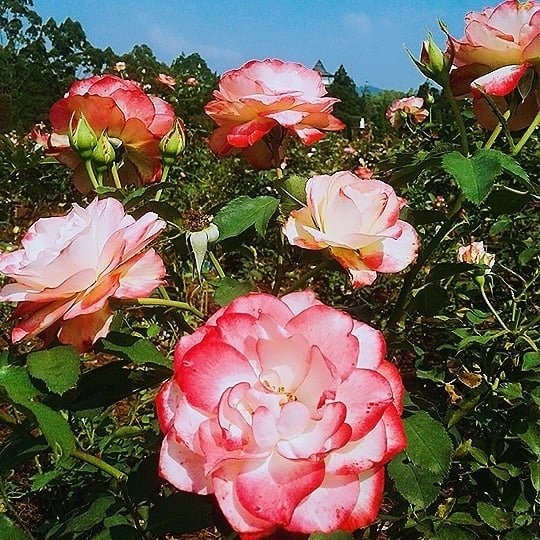 RelationPresseF's tweet photo. Pink roses are generally looked upon as the flower of sweet thoughts and gentle emotions. It indicates an affection that may turn into deeper love 🌹🌹🌹 https://t.co/MCBmRQiugm
