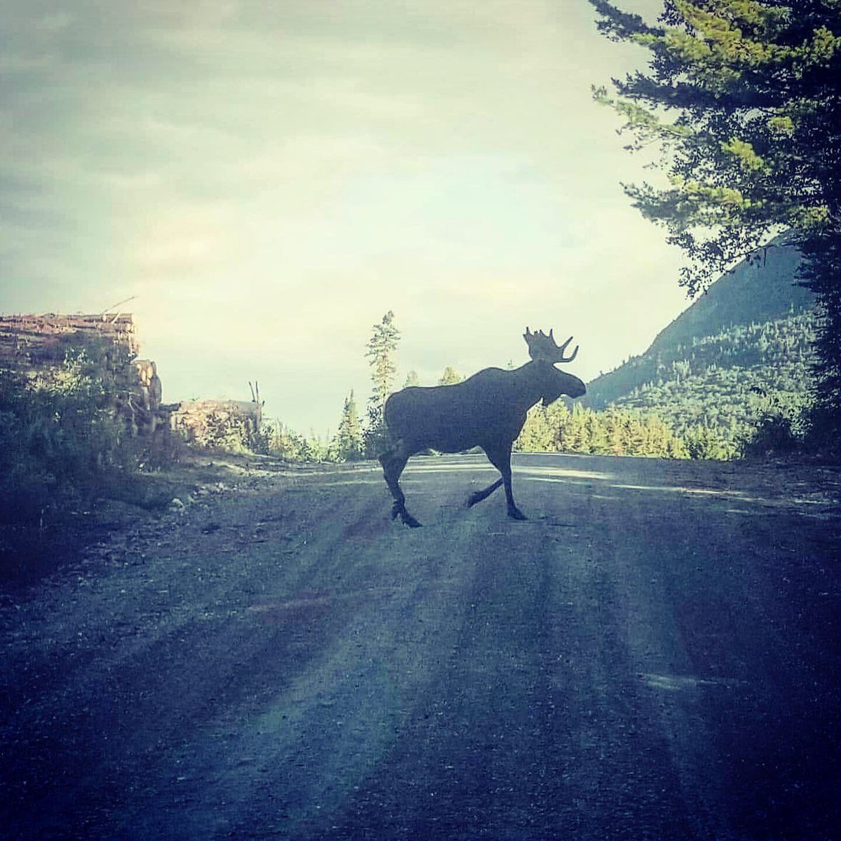 mainemoosetrack's tweet photo. Where’s the moose? Right here! #mainemoosewatching 👉 https://t.co/5J13uCtqpj https://t.co/LnZc6tfZTo