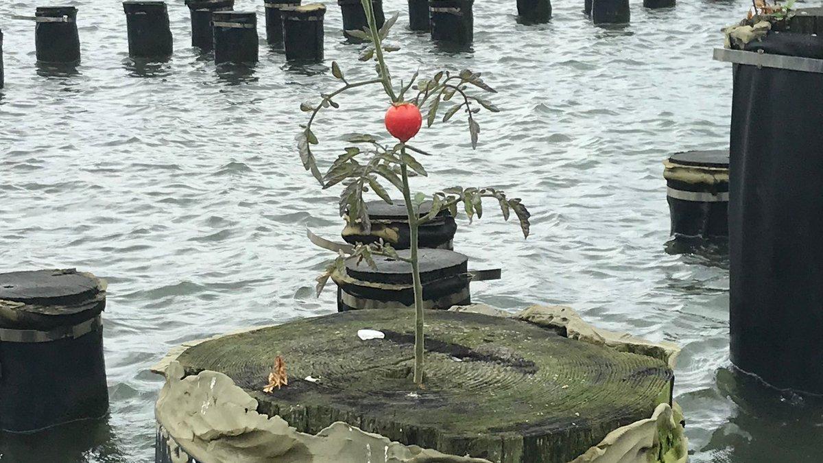 The rogue 🍅 growing in the East River of NYC is a great reminder that there is no separation b/t us and nature! Pretending there is can be harmful to the environment. @Emma_Marris went into detail about this on <a href="/adamconover/">Adam Conover</a>'s <a href="/FactuallyPod/">Factually! with Adam Conover</a>. Great listen!
x.com/Emma_Marris/st…